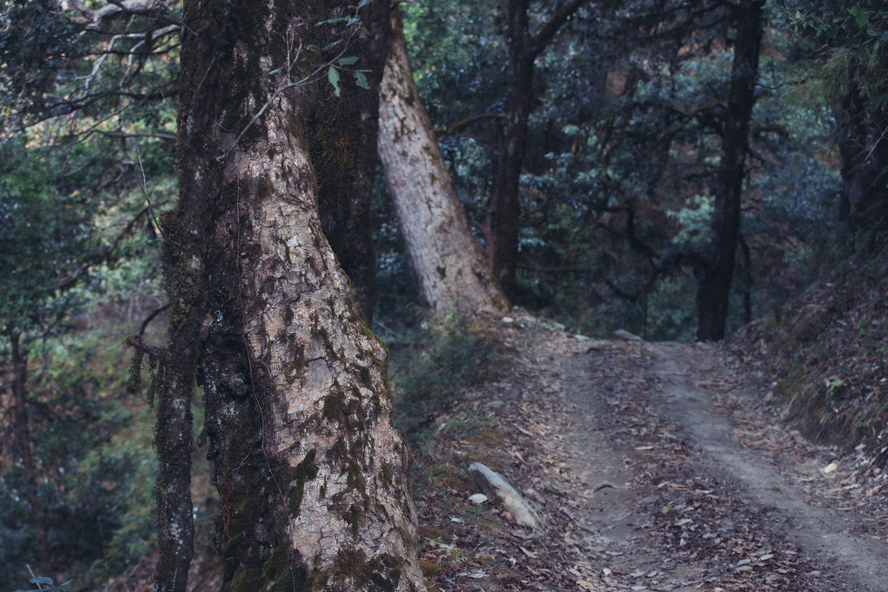 Ja es būtu ceļš...